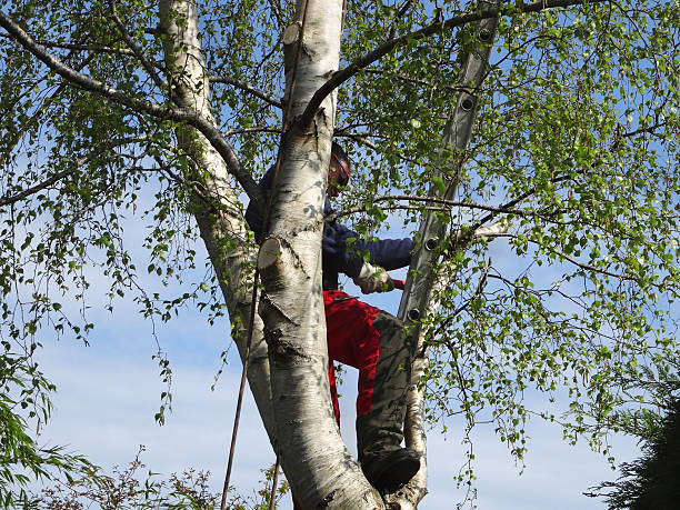 Best Arborist Consultation Services  in Charlack, MO