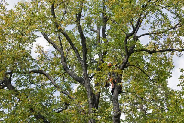 Trusted Charlack, MO Tree Services Experts